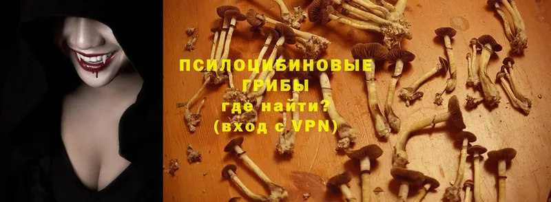 Галлюциногенные грибы Psilocybine cubensis  Бежецк 